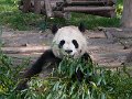 Pandas (010)